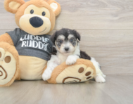 5 week old Havachon Puppy For Sale - Pilesgrove Pups