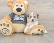 5 week old Havachon Puppy For Sale - Pilesgrove Pups