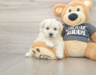 5 week old Havachon Puppy For Sale - Pilesgrove Pups