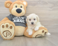 5 week old Havachon Puppy For Sale - Pilesgrove Pups