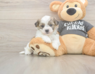 5 week old Havachon Puppy For Sale - Pilesgrove Pups