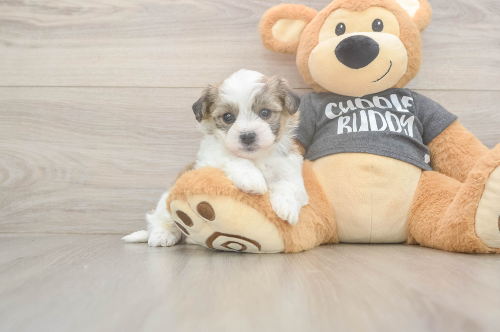 5 week old Havachon Puppy For Sale - Pilesgrove Pups