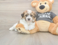 5 week old Havachon Puppy For Sale - Pilesgrove Pups