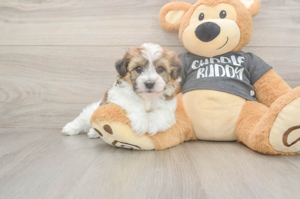 5 week old Havachon Puppy For Sale - Pilesgrove Pups