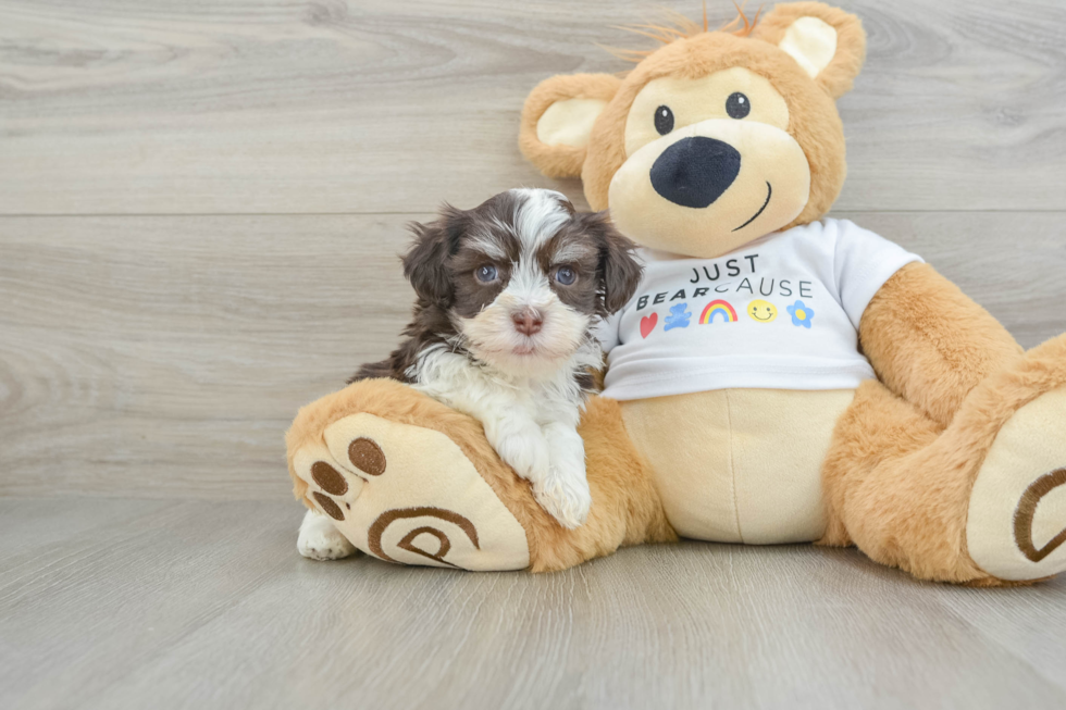 Havanese Pup Being Cute