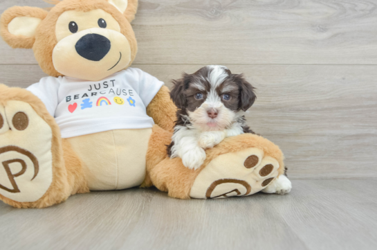 Petite Bichon Habanero Purebred Puppy