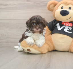 5 week old Havanese Puppy For Sale - Pilesgrove Pups