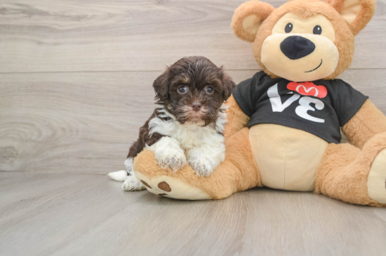 ABRAHAM, a Havanese littermate