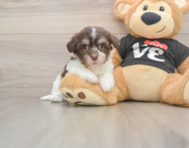 6 week old Havanese Puppy For Sale - Pilesgrove Pups