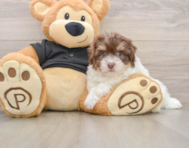 7 week old Havanese Puppy For Sale - Pilesgrove Pups