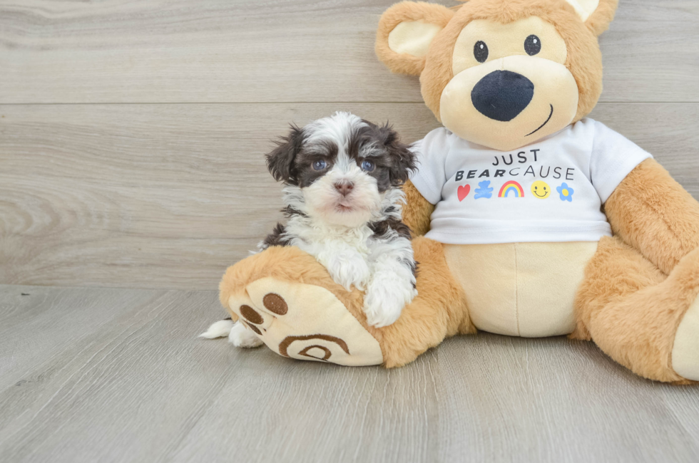 6 week old Havanese Puppy For Sale - Pilesgrove Pups