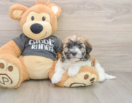 5 week old Havanese Puppy For Sale - Pilesgrove Pups