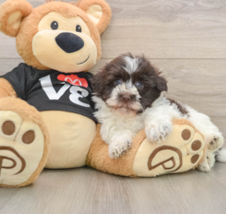 5 week old Havanese Puppy For Sale - Pilesgrove Pups