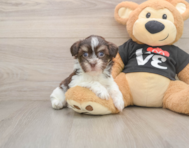 6 week old Havanese Puppy For Sale - Pilesgrove Pups
