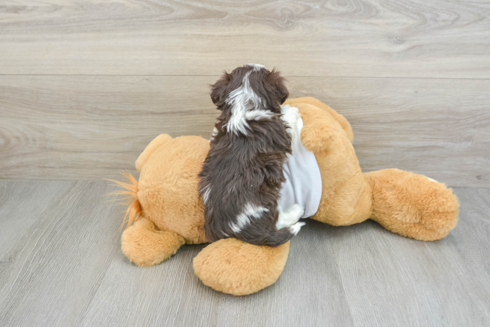 Adorable Havanezer Purebred Puppy