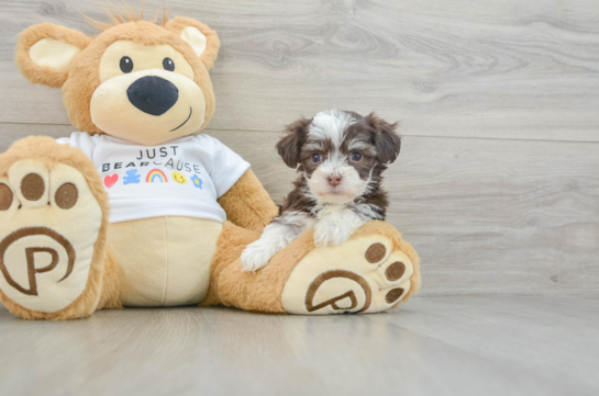 Friendly Havanese Purebred Pup