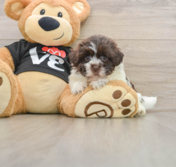 5 week old Havanese Puppy For Sale - Pilesgrove Pups