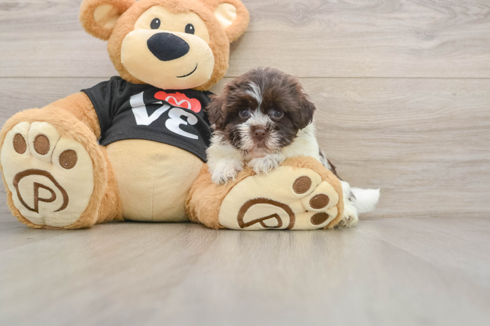 Best Havanese Baby
