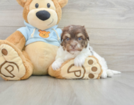 8 week old Havanese Puppy For Sale - Pilesgrove Pups
