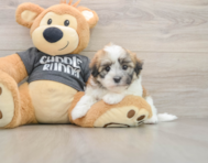 5 week old Havanese Puppy For Sale - Pilesgrove Pups