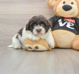 5 week old Havanese Puppy For Sale - Pilesgrove Pups