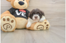 Small Havanese Purebred Pup
