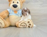 6 week old Havanese Puppy For Sale - Pilesgrove Pups