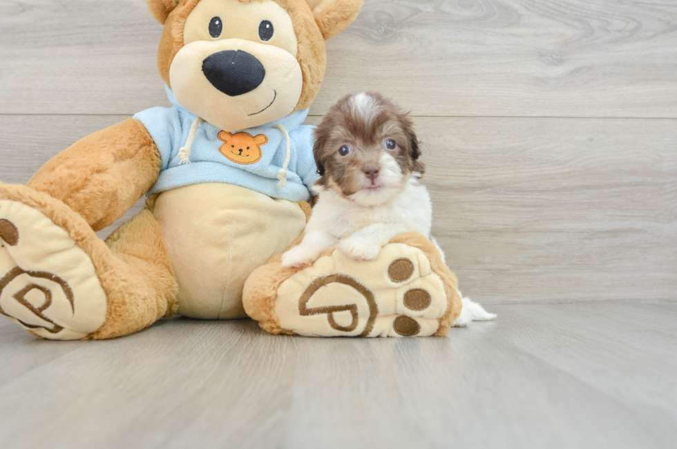 6 week old Havanese Puppy For Sale - Pilesgrove Pups