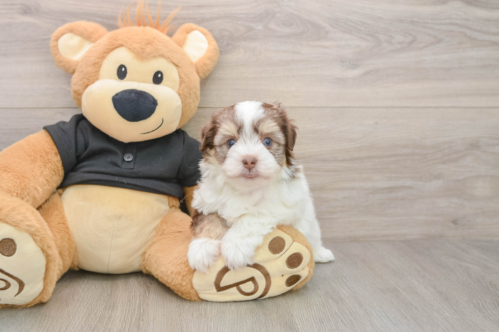 Havanese Pup Being Cute