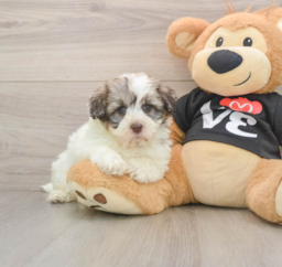 5 week old Havanese Puppy For Sale - Pilesgrove Pups