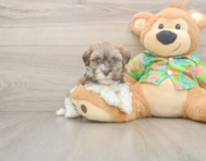6 week old Havanese Puppy For Sale - Pilesgrove Pups