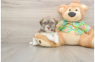 Friendly Havanese Purebred Pup