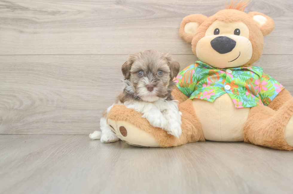 5 week old Havanese Puppy For Sale - Pilesgrove Pups
