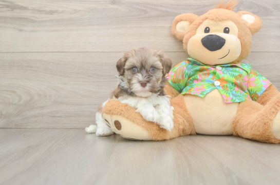 Friendly Havanese Purebred Pup