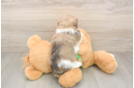 Havanese Pup Being Cute