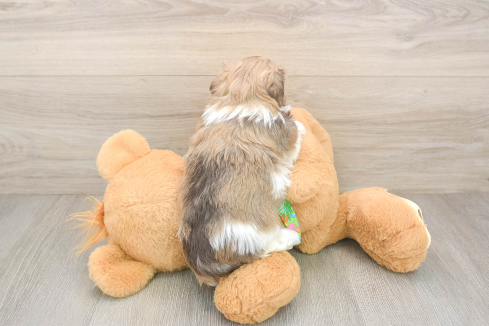 Havanese Pup Being Cute