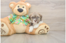 Popular Havanese Purebred Pup
