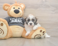 6 week old Havanese Puppy For Sale - Pilesgrove Pups