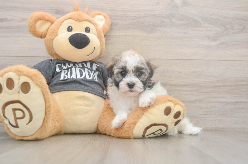 5 week old Havanese Puppy For Sale - Pilesgrove Pups