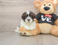8 week old Havanese Puppy For Sale - Pilesgrove Pups
