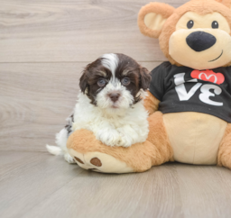 5 week old Havanese Puppy For Sale - Pilesgrove Pups