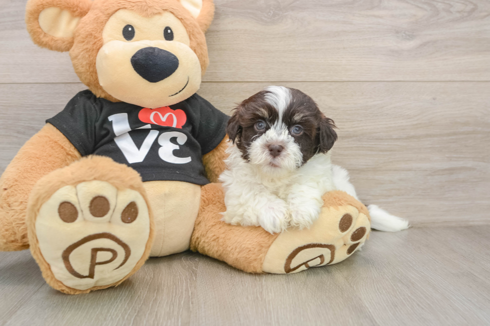 Sweet Bichon Habanero Purebred Puppy