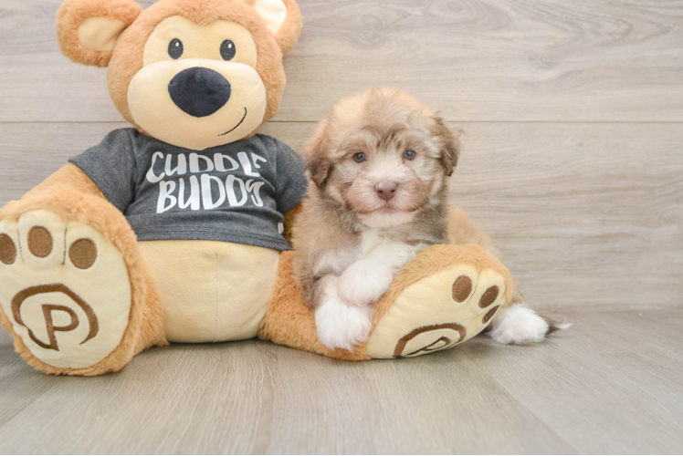 Havanese Pup Being Cute