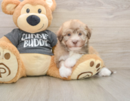 5 week old Havanese Puppy For Sale - Pilesgrove Pups