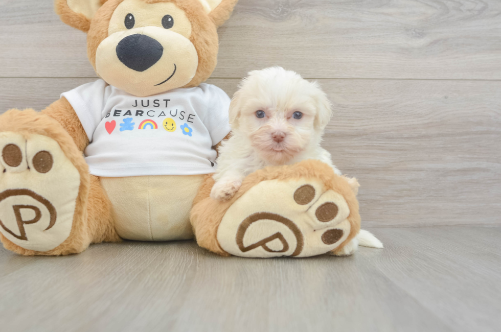 5 week old Havanese Puppy For Sale - Pilesgrove Pups