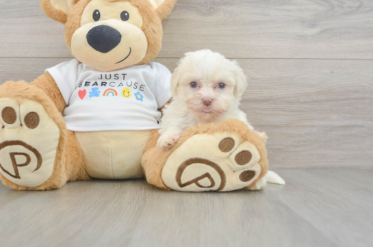 Havanese Puppy for Adoption