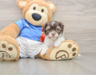 6 week old Havanese Puppy For Sale - Pilesgrove Pups