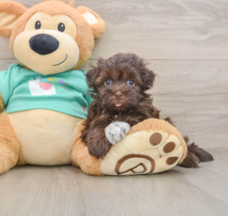 6 week old Havanese Puppy For Sale - Pilesgrove Pups