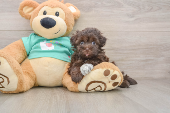 BEATRICE, a Havanese littermate