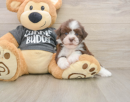 5 week old Havanese Puppy For Sale - Pilesgrove Pups